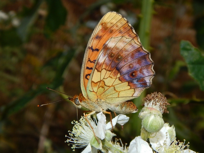 Nymphalidae del 16-6-13 parco del ticino